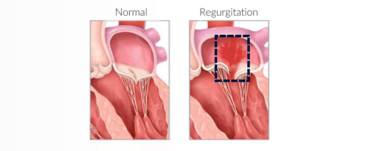 anatomy2
